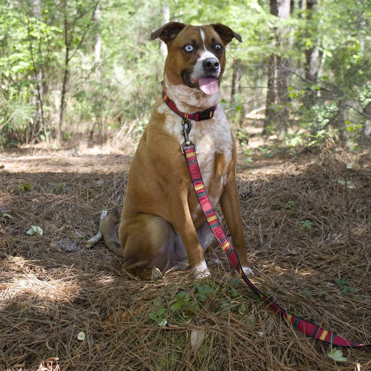 Pendleton National Park Hiker Collar